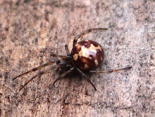 Réf. 208 993 : Steatoda triangulosa